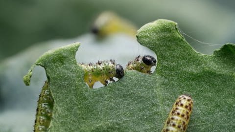 Raupen des Kohlweißlings (Schmetterling) fressen an einem Blumenkohlblatt 