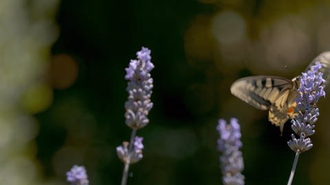 Ein Schwalbenschwanz (Schmetterling) nutzt seinen Saugrüssel, um den Nektar einer Lavendelblüte zu trinken 